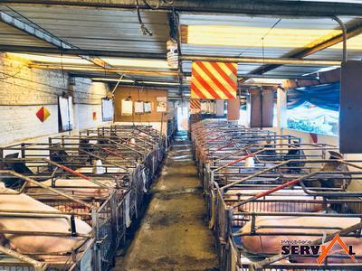granja-porcina-en-venta-con-el-municipio-de-vinto