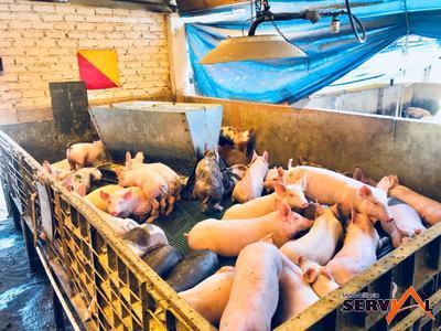 granja-porcina-en-venta-con-el-municipio-de-vinto